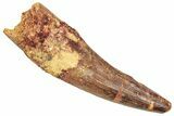 Fossil Spinosaurus Tooth - Feeding Worn Tooth #357803-1